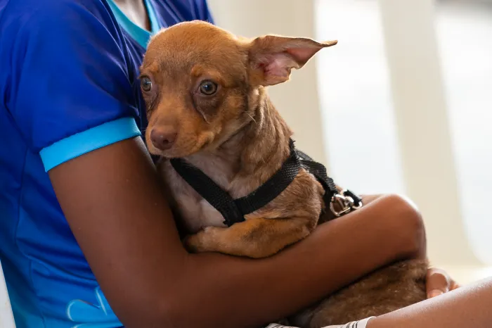 Foto: MARCOS LOPES/ALMT