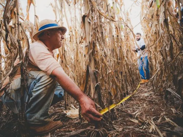 Giro da Safra aponta produtividade do milho acima de 204 sacas por hectare no Meio-Oeste catarinense