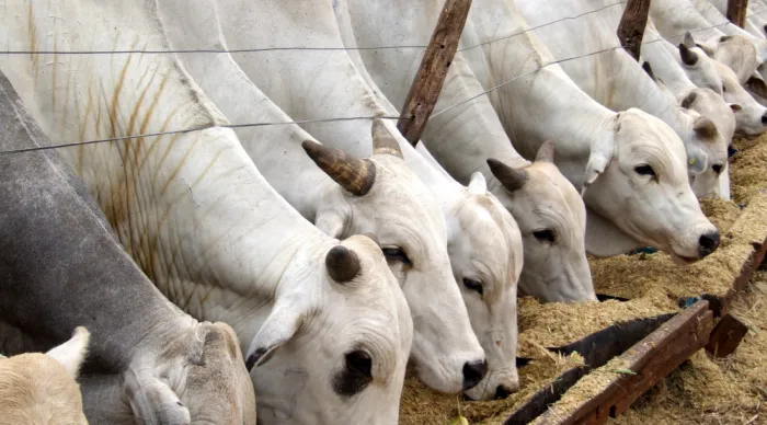 Fotos: Ascom Emdagro