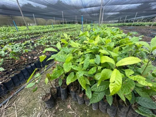 Foto: Reprodução/Prefeitura de Porto Velho - RO