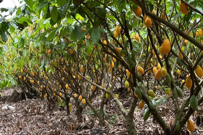 Foto: Cedidas pelo produtor Gilmar Souza