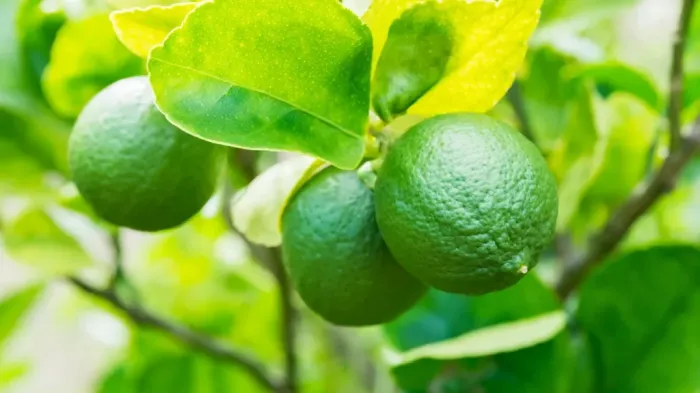 Sistema de mitigação de risco amplia segurança e impulsiona produção de citros no Piauí