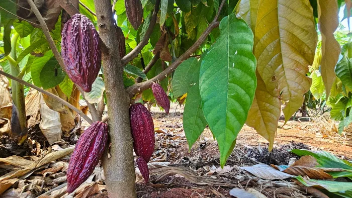 Seapa / Divulgação