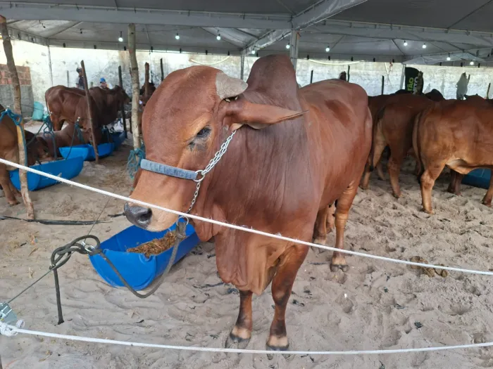 Com apoio do Governo da Paraíba, Agromar apresenta exposições, palestras e oficinas em Lucena
