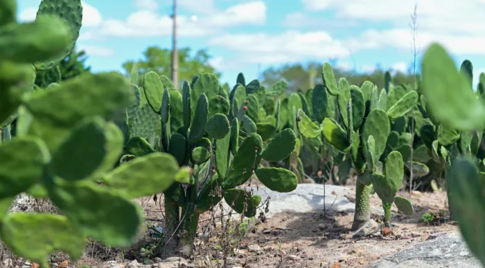 Plantio de palma forrageira distribuida no ano anterior // Fotos Vieira Neto