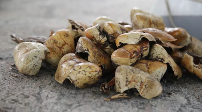 Cascos dos crustáceos que eram jogados no lixo viram fertilizantes / Fotos: Ascom Seagri