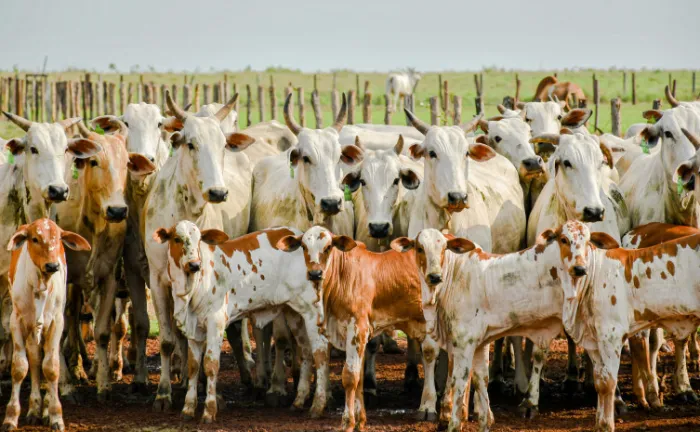 Treinamento tem como objetivo fortalecer a atuação técnica na área de rastreabilidade e na qualificação dos profissionais que atuam diretamente com a sanidade do rebanho de bovino - Foto: Keven Lopes/Governo do Tocantins