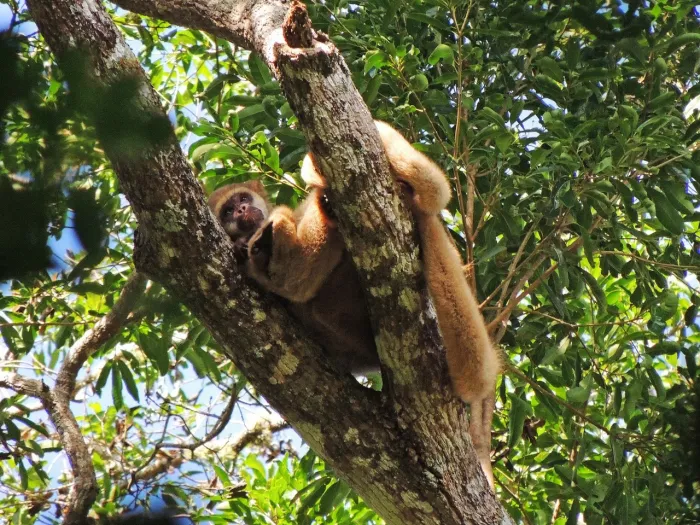 Muriquis-do-norte são transferidos para reforçar conservação da espécie em Minas