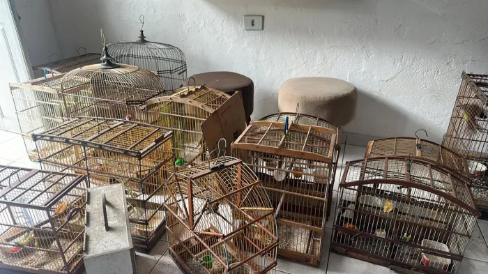 Polícia Militar resgata dezenas de aves silvestres em municípios do interior de Alagoas