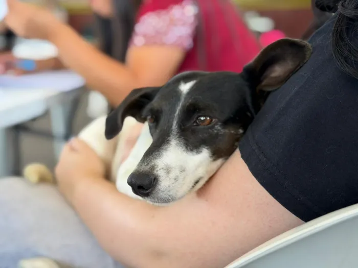 Pet Levado a Sério: Governador Celso Ramos reforça política de bem-estar animal no município com recursos do programa estadual