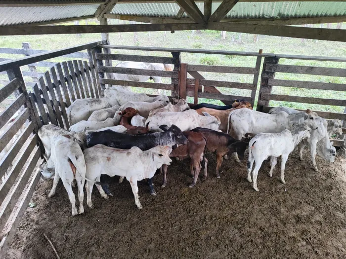 Foto: Reprodução/Secom Acre