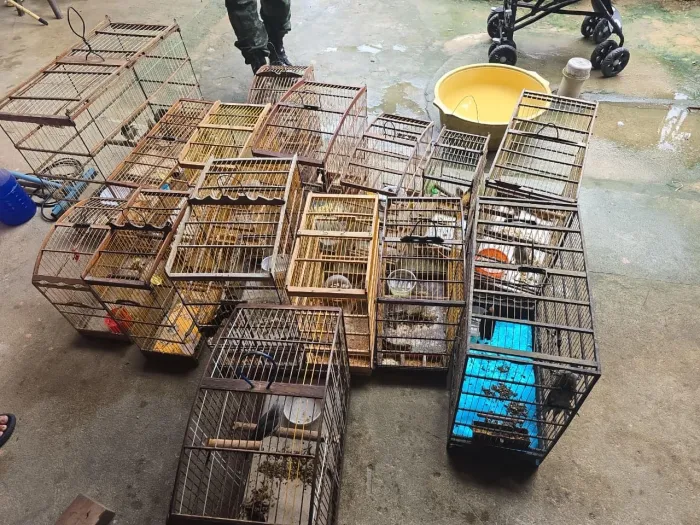 PM-AL resgata 89 aves silvestres durante fiscalização do Batalhão Ambiental no interior