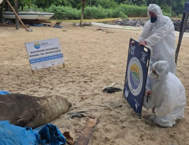 Elefante-marinho é monitorado após buscar abrigo em praias de São Sebastião