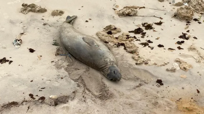 Elefante-marinho encontrado morto em Jequiá da Praia pode ter sido vítima de ação humana