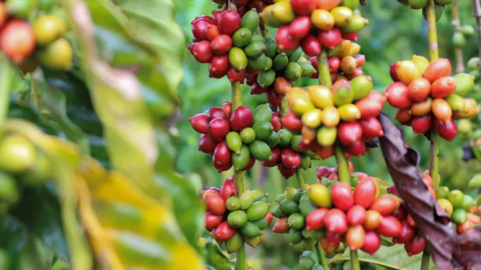  Cafeicultura tem avançado na região (Foto: Luís Castilhos I Secom ALE/RO)