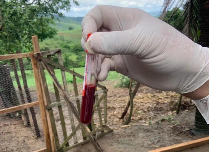 Serão coletadas amostras de sangue e swabs de cloaca e traqueia de 11 aves por propriedade - Ascom Adeal