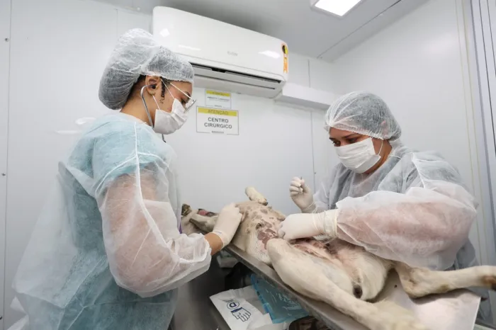 Prefeitura de Petrolina castra cerca de 4 mil animais em situação de rua em 2026