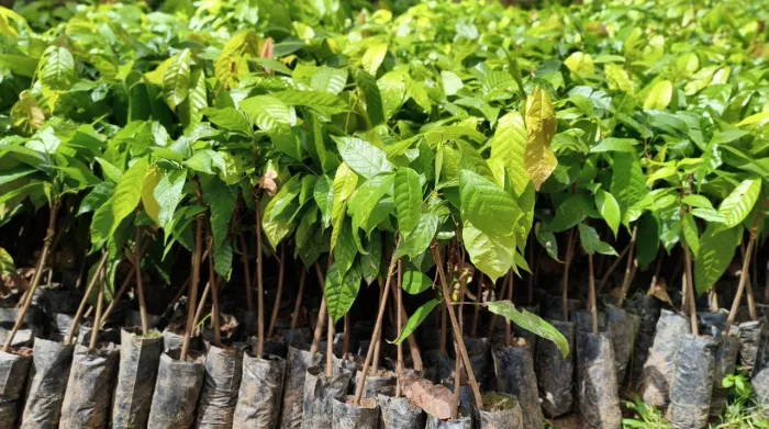  O incentivo à cultura do cacau se destaca como uma alternativa promissora para diversificação da produção e geração de renda no município (Foto: Divulgação)