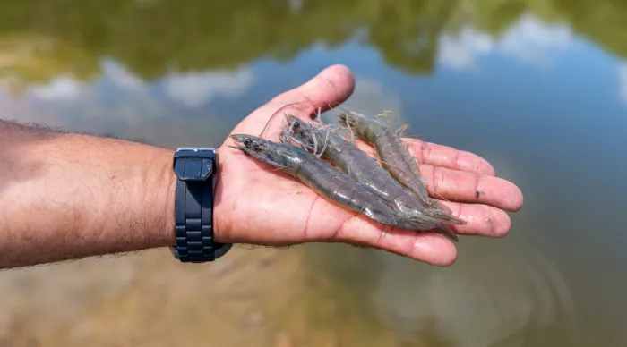 Sergipe é o 4º maior produtor de camarão do Brasil e impulsiona a aquicultura