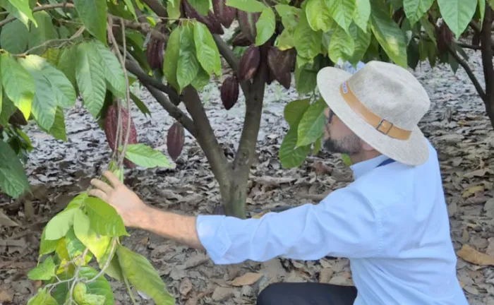 Qualificação, promovida pela Adab, conta com aulas teóricas e práticas sobre a praga monilíase do cacaueiro - Foto: Carlos César/Governo do Tocantins