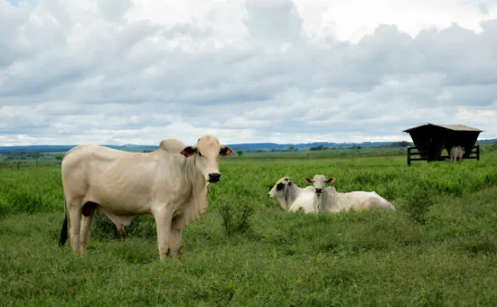 Regras sanitárias são fundamentais para preservar mercado que já movimentou mais de R$ 16 milhões em exportações - Foto: Majuh Souza/Governo do Tocantins