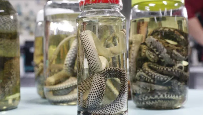 Foto: Reprodução/Agência Amazonas