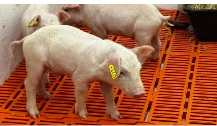 A iniciativa integra um projeto voltado à produção de suínos com potencial para doação de órgãos e tecidos para humanos