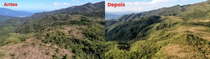 Operação ambiental remove quase 30 mil pinus e recupera 160 hectares de campos naturais na Serra do Cambirela