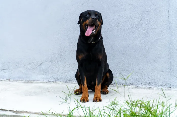 Audiência para criação da Rede de Proteção Animal de Bertioga acontece na segunda-feira (13)