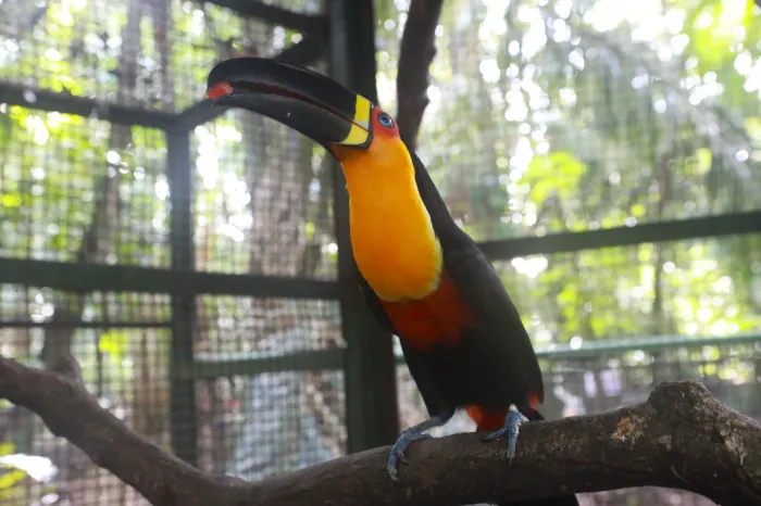 Tucanos ganham espaço exclusivo no Bosque