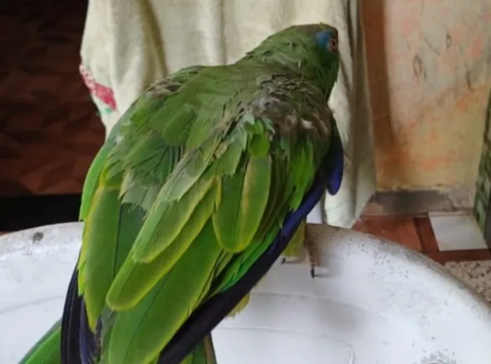 Foto: Reprodução/Agência Amazonas