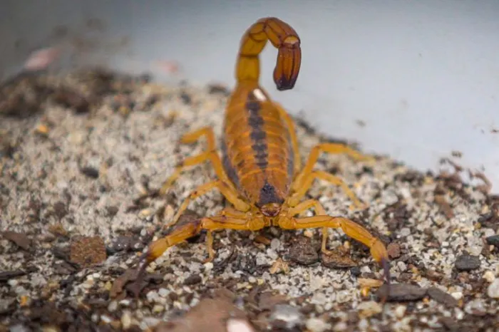 O aracnídeo costuma ser encontrado em redes de águas pluviais e esgotos