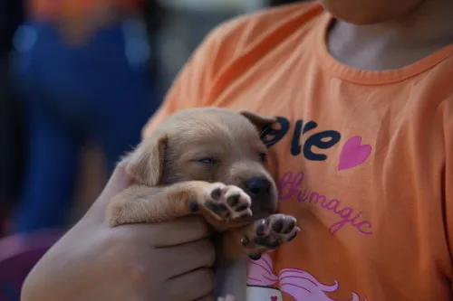 Foto: Reprodução/Prefeitura de Porto Velho - RO