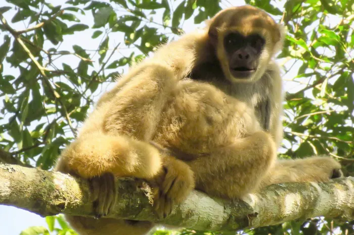 Foto: Robson Hack (Muriqui do Sul)