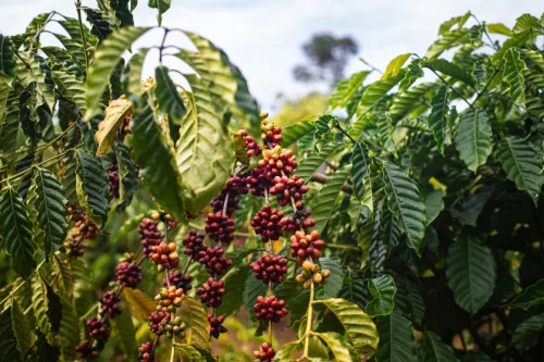 Foto: Reprodução/Prefeitura de Porto Velho - RO