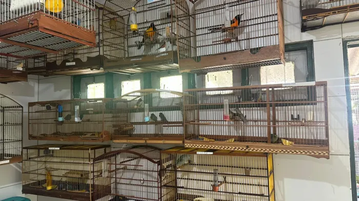 Entre os animais estavam espécies como pintassilgos, canários, azulões, xexéus, caboclinhos, corrupiões, papa-capins e sabiás, além de exemplares de saíra-sete-cores - Ascom IMA/AL