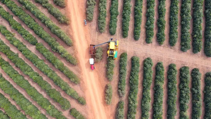 Dia do café: grãos produzidos com técnicas sustentáveis ganham mercado internacional com o crédito do BDMG