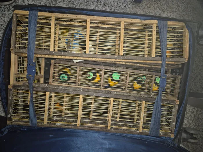 Ação integrada da PCAL e Polícia Federal apreende 42 aves silvestres no aeroporto Zumbi dos Palmares