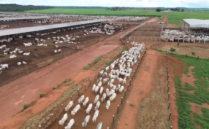 Expectativa é receber cerca de 58 mil declarações de propriedades, com aproximadamente 12 milhões de animais - Foto: Cristânia Barbosa/Governo do Tocantins