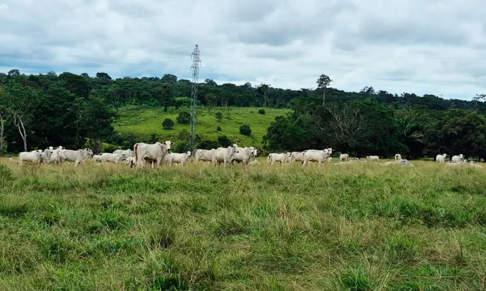 Programa Pecuária Mais Eficiente fortalece a pecuária sustentável no Acre