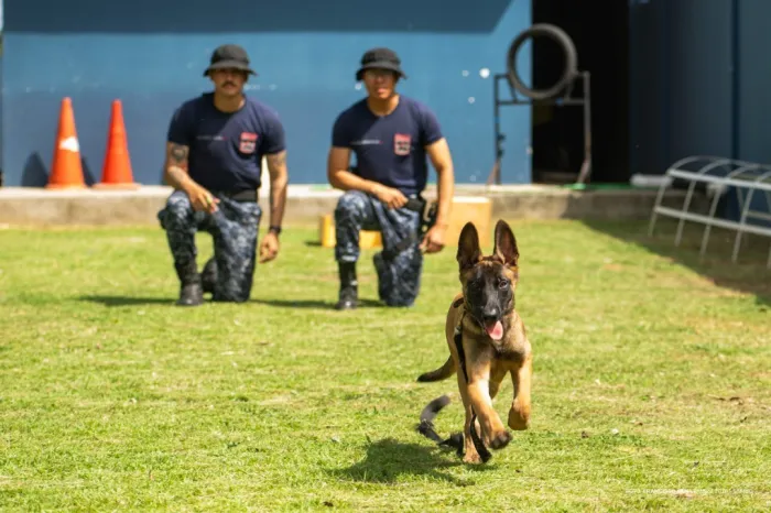 Pequeno no tamanho, gigante na missão: Dexter começa treinamento no Canil da Guarda Municipal