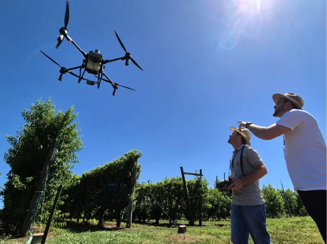 Epagri estuda técnicas de pulverização de pomares com drone em Videira