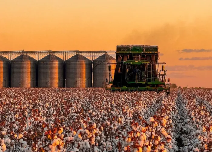 Piauí conquista o 3º lugar no ranking nacional de área plantada de algodão