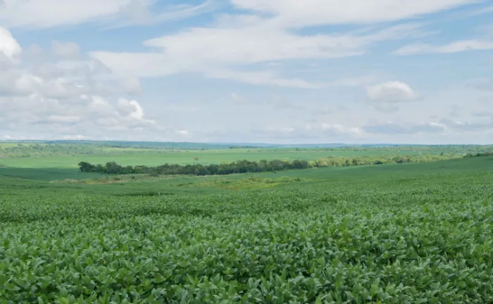 Autorização é uma excepcionalidade prevista na legislação estadual, destinada exclusivamente às finalidades de pesquisa/ensino, produção de sementes e reserva de semente para uso próprio - Foto: Keven Lopes/Governo do Tocantins