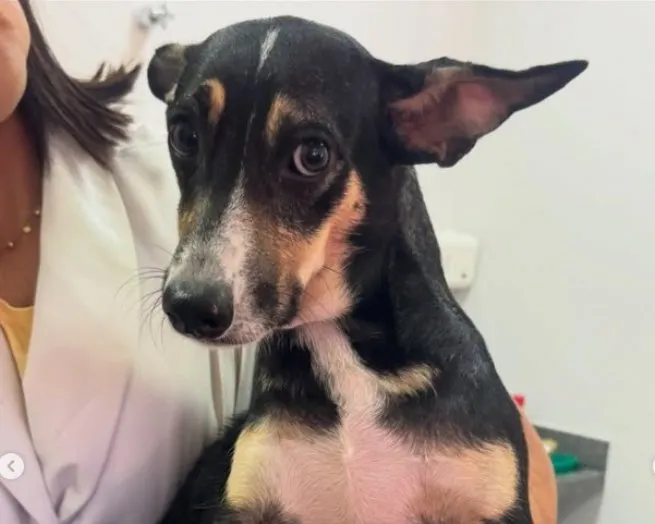 Prefeitura de São Sebastião realiza feira de adoção de animais na Praça do Coreto nesta sexta 