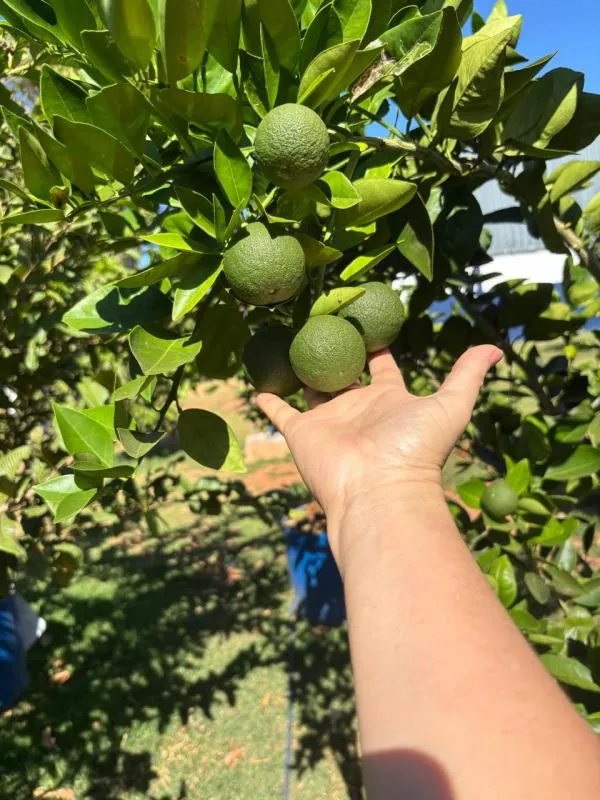 Escola Aureliano planta conhecimento e colhe frutos de projetos inovadores
