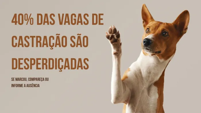 Faltas em castrações chegam a 40% em Rio Preto