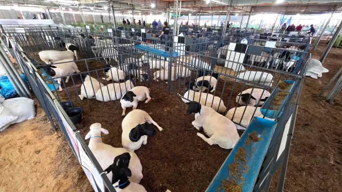 Foto: Reprodução/Prefeitura de Petrolina - PE