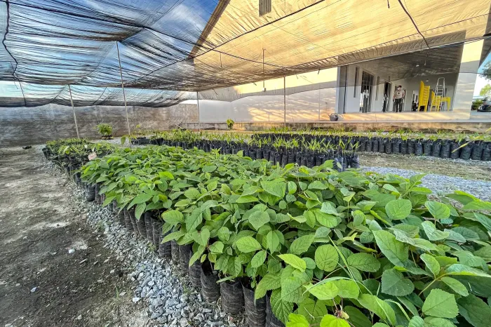 Foto: Kadu Alvorada / Ag. Pará