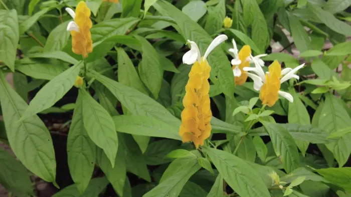 Foto: Mateus Costa/Ascom Sedap